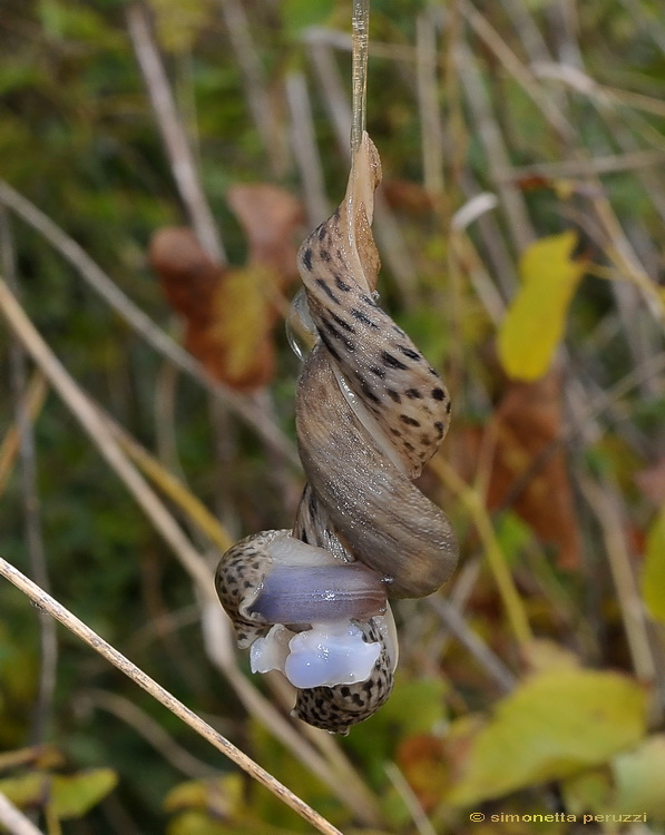 Accoppiamento di Limax maximus in terra pisana